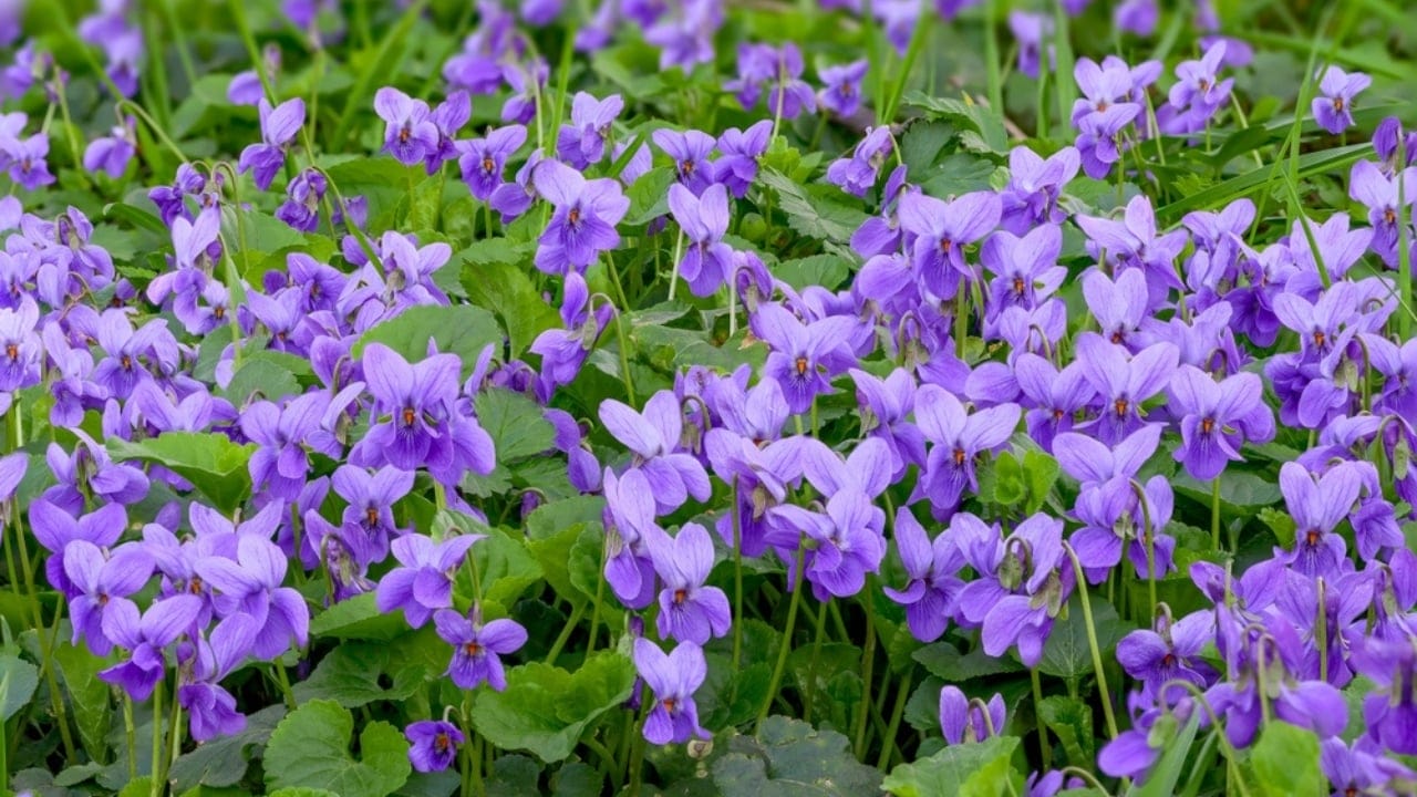 Think Wild Violets Are Weeds? Here’s Why You’re Wrong 10 Think Wild Violets Are Weeds? Here’s Why You’re Wrong - Flower bed with Common violets Viola Odorata ss2245460357