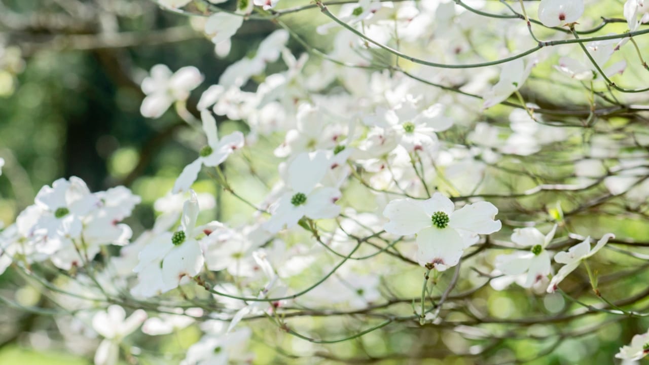 10 Beautiful Privacy Trees to Transform Your Fence Line into a Secluded Oasis 5 10 Beautiful Privacy Trees to Transform Your Fence Line into a Secluded Oasis - Flowering dogwood dp265746134