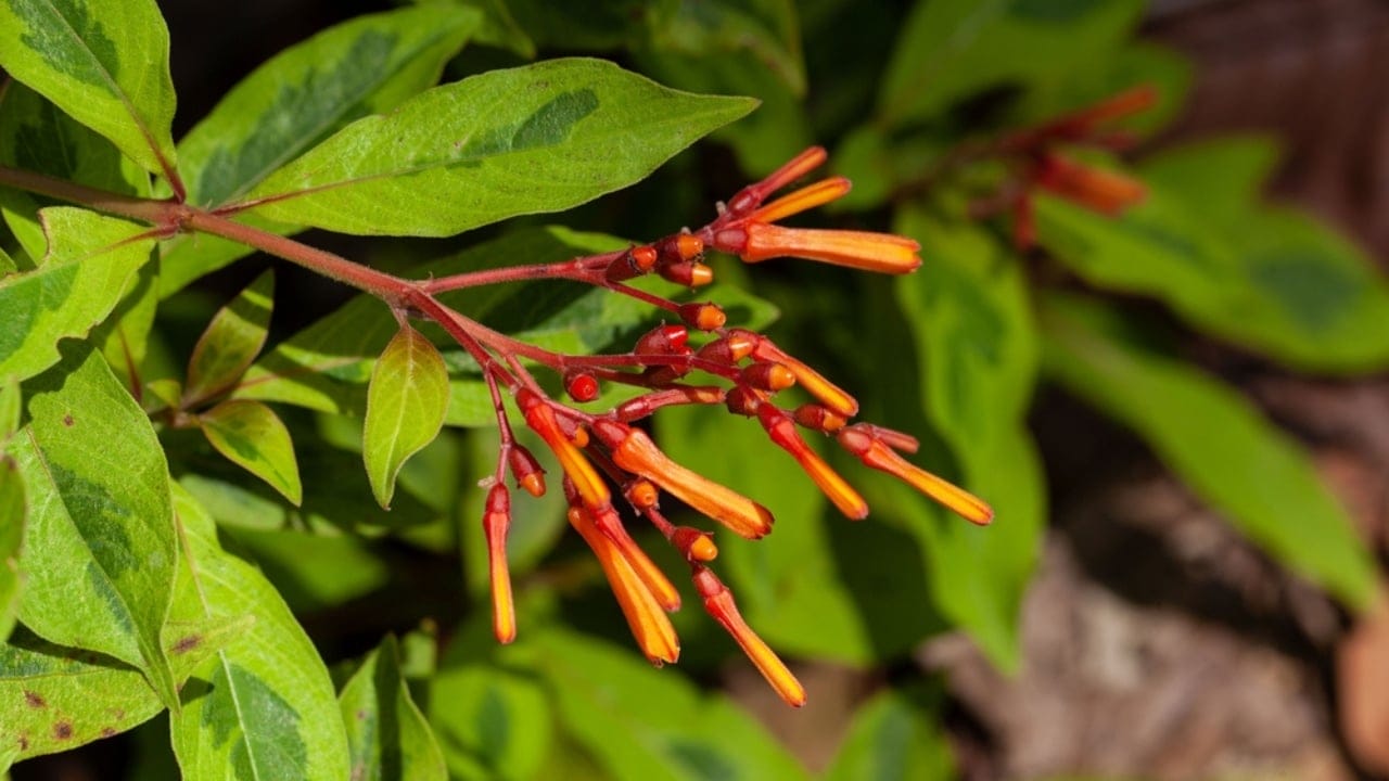 Use These Firebush Tips to Make Your Yard a Hummingbird Haven 5 Use These Firebush Tips to Make Your Yard a Hummingbird Haven - Flowers of a hummingbird bush dp649642154