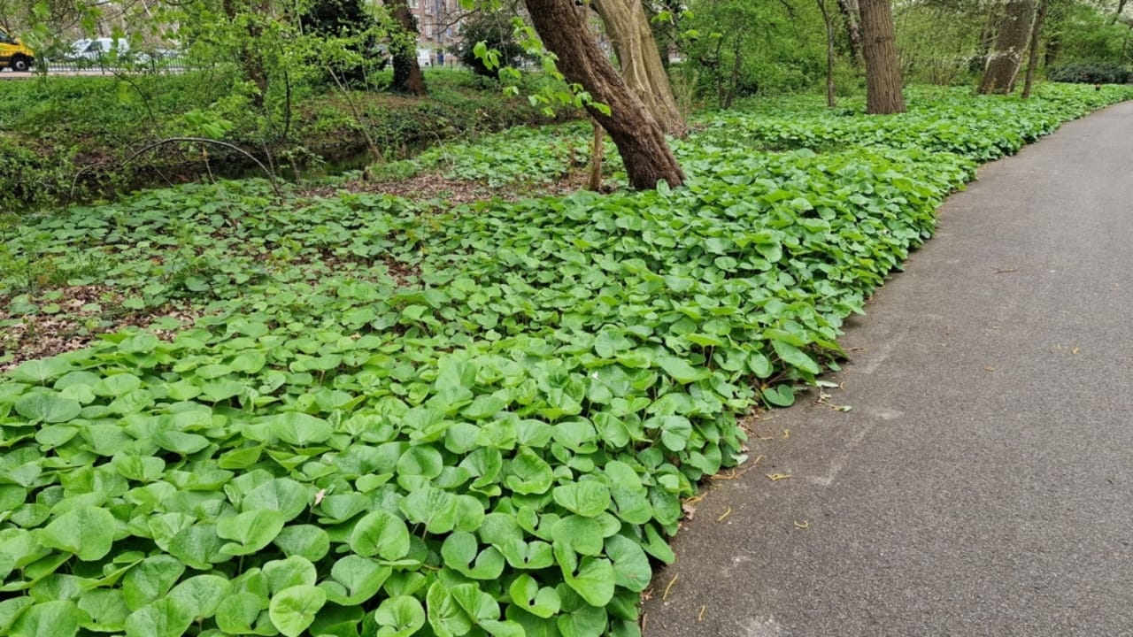 Mastering the Art of Growing Wild Ginger: A Shade-Loving Groundcover Gem 5 Mastering the Art of Growing Wild Ginger: A Shade-Loving Groundcover Gem - Foliage of Asarum canadense Canada Wild Ginger ss2306564235