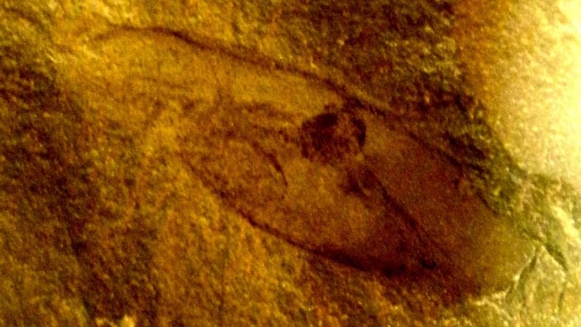 10 of the Weirdest Extinct Animals You've Never Heard Of 3 10 of the Weirdest Extinct Animals You've Never Heard Of - Fossil of Typhloesus wellsi wc