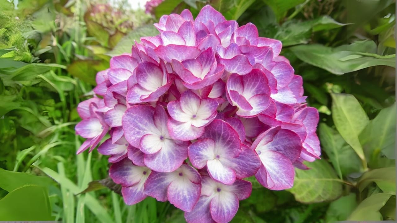 6 Shade-Loving Hydrangeas Perfect for Low-Sun Gardens 7 6 Shade-Loving Hydrangeas Perfect for Low-Sun Gardens - French Hydrangeas ss2489196059