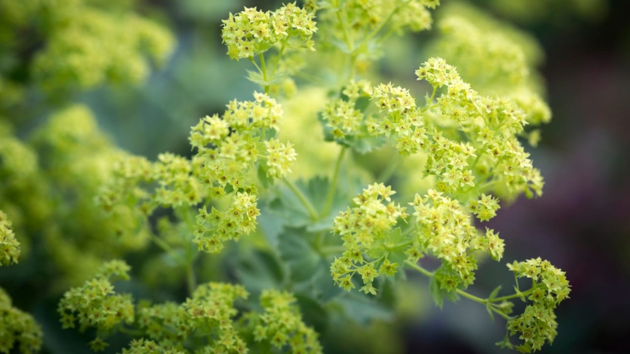 Grow These 10 Self-Seeding Plants for a Thriving, Self-Sustaining Backyard 3 Grow These 10 Self-Seeding Plants for a Thriving, Self-Sustaining Backyard - Garden Ladys mantle dp162312036