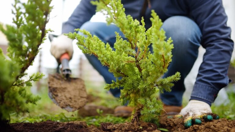 Plant a Tree, Get It for Free: Lincolnshire’s Bold Plan U.S. Cities Should Consider 8 Plant a Tree, Get It for Free: Lincolnshire’s Bold Plan U.S. Cities Should Consider - Gardener planting juniper plants ss1755992480