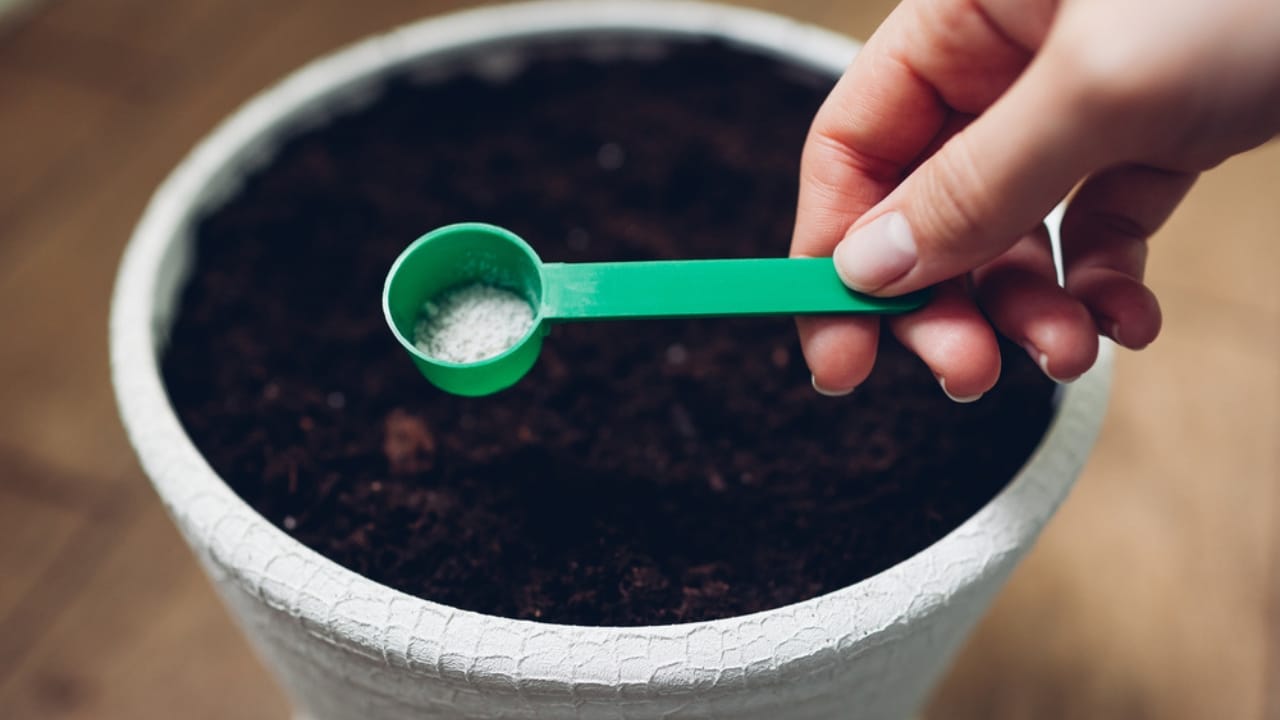 Bathroom Plants Made Easy: 15 Care Tips for a Lush Look - Gardener puts fertilizer in soil ss1855344886