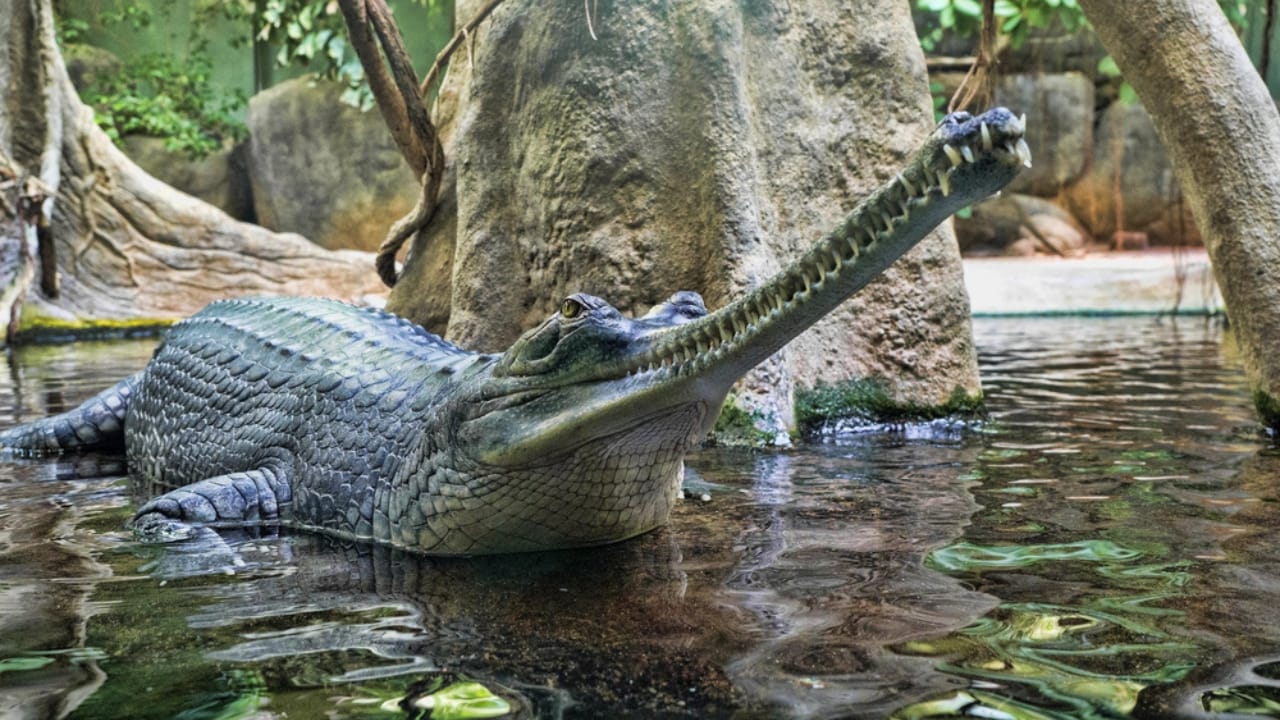 25 Real Animals That Look Too Unique to Be True 10 25 Real Animals That Look Too Unique to Be True - Gharial Gavialis gangeticus dp221218448