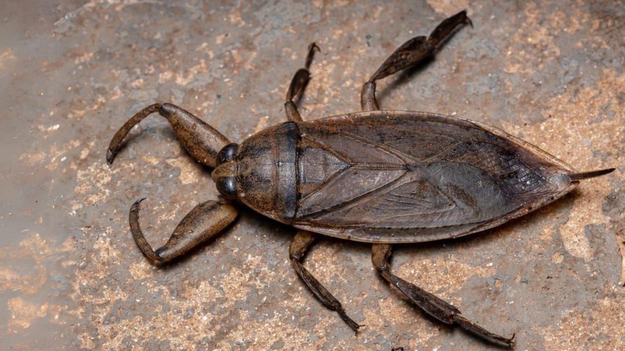 15 Insects You’d Never Expect to Make Awesome Pets 8 15 Insects You’d Never Expect to Make Awesome Pets - Giant Water Bugs dp440100550