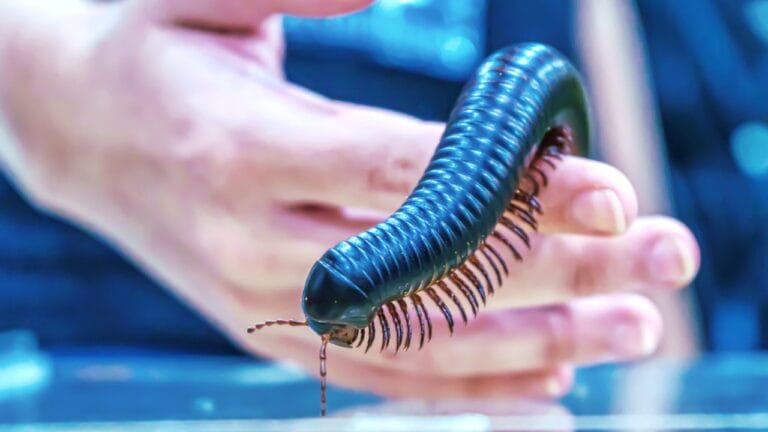 15 Insects You’d Never Expect to Make Awesome Pets 4 15 Insects You’d Never Expect to Make Awesome Pets - Giant millipede dp356005200