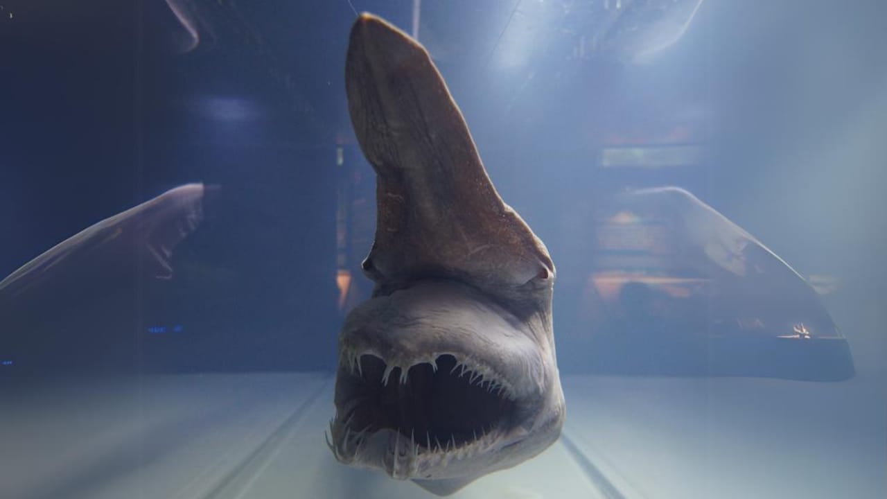Still Alive: 18 Species That Have Outlasted Mass Extinctions 19 Still Alive: 18 Species That Have Outlasted Mass Extinctions - Goblin Shark ss2266738697