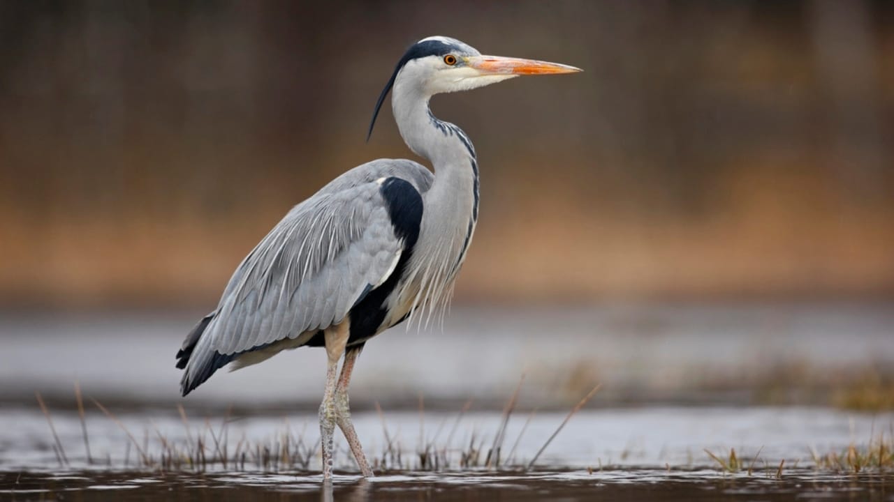18 Seaside Birds to Look Out for on Your Next Beach Day 11 18 Seaside Birds to Look Out for on Your Next Beach Day - Great Blue Heron dp102975480