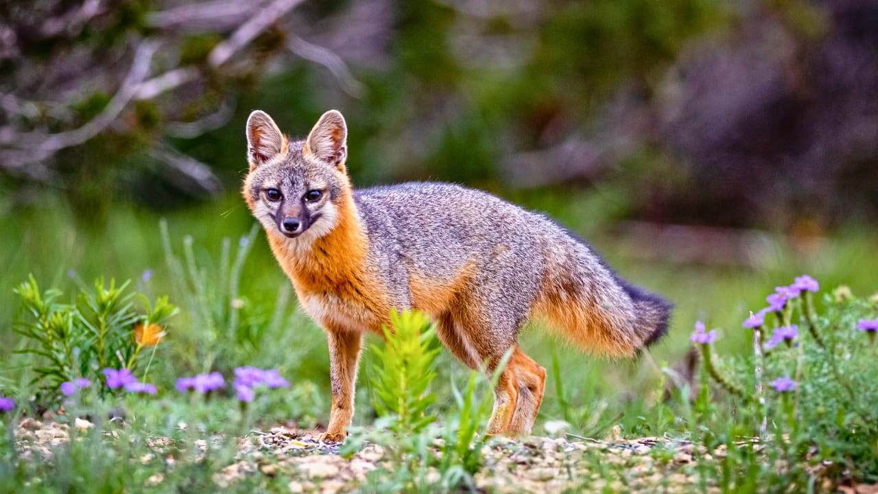 15 U.S. States Where You’re Most Likely to Spot a Fox 7 15 U.S. States Where You’re Most Likely to Spot a Fox - Grey Fox ss1407034841 degm