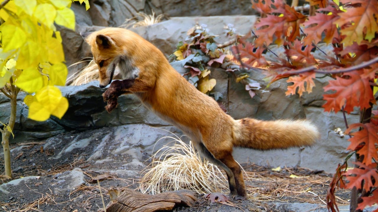 15 U.S. States Where You’re Most Likely to Spot a Fox 10 15 U.S. States Where You’re Most Likely to Spot a Fox - Grey Fox ssRed tail Fox degm