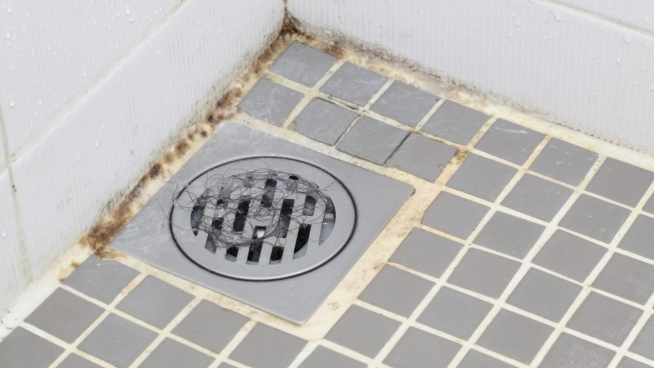 Mold Mites Invade Bathrooms: How to Fight Back - Grout Mold dp11459753