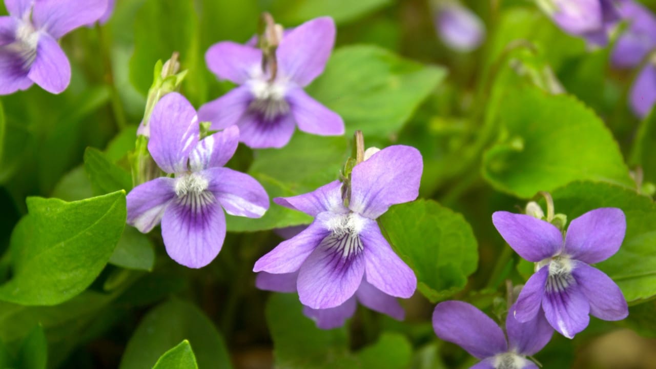 Think Wild Violets Are Weeds? Here’s Why You’re Wrong 3 Think Wild Violets Are Weeds? Here’s Why You’re Wrong - Growing wild common violet plant ss1735684481