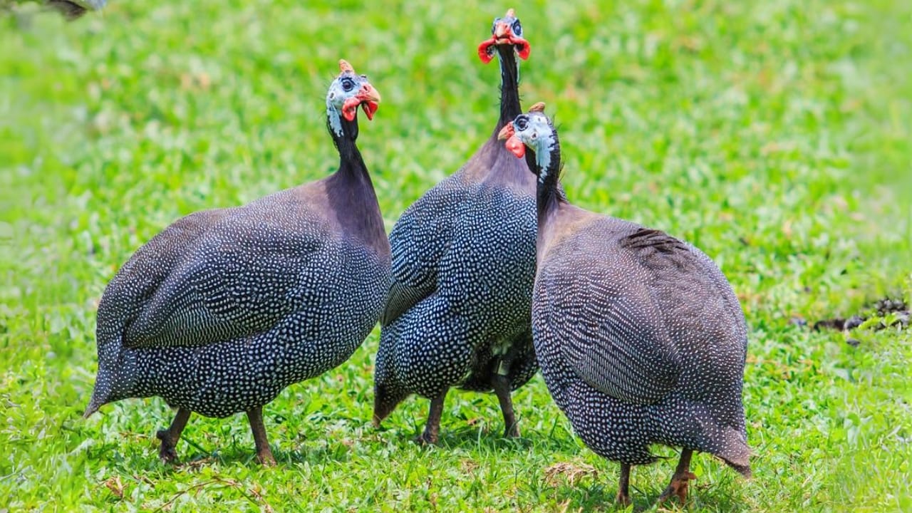 Thinking About Guinea Fowl... 16 Facts to Consider 4 Thinking About Guinea Fowl... 16 Facts to Consider - Guinea fowl dp78093500