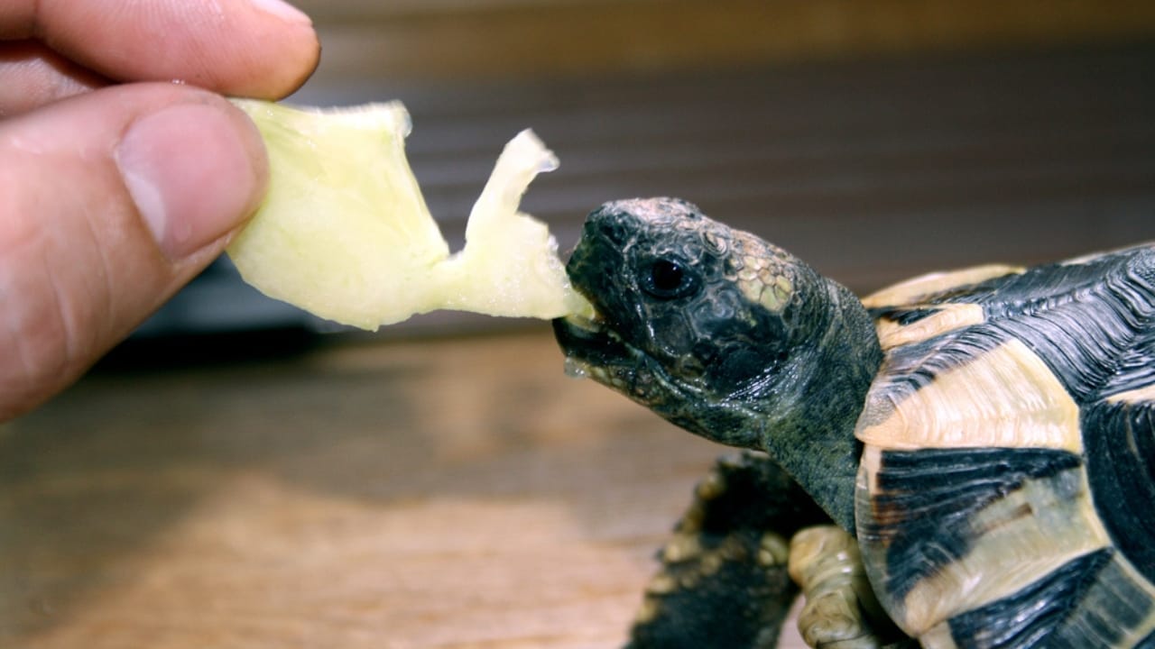 Crafting a Balanced Diet for Your Pet Turtle - a Handy Guide 5 Crafting a Balanced Diet for Your Pet Turtle - a Handy Guide - Hand feeding turtle with vegetables ss1854098665