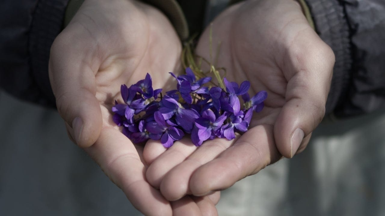 Think Wild Violets Are Weeds? Here’s Why You’re Wrong 6 Think Wild Violets Are Weeds? Here’s Why You’re Wrong - Hands of a man holding wild violet ss2286322653