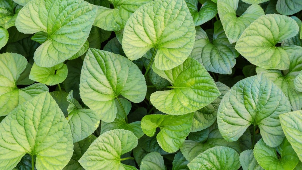 Mastering the Art of Growing Wild Ginger: A Shade-Loving Groundcover Gem - Heart shaped leaves of the Asarum dp582455032