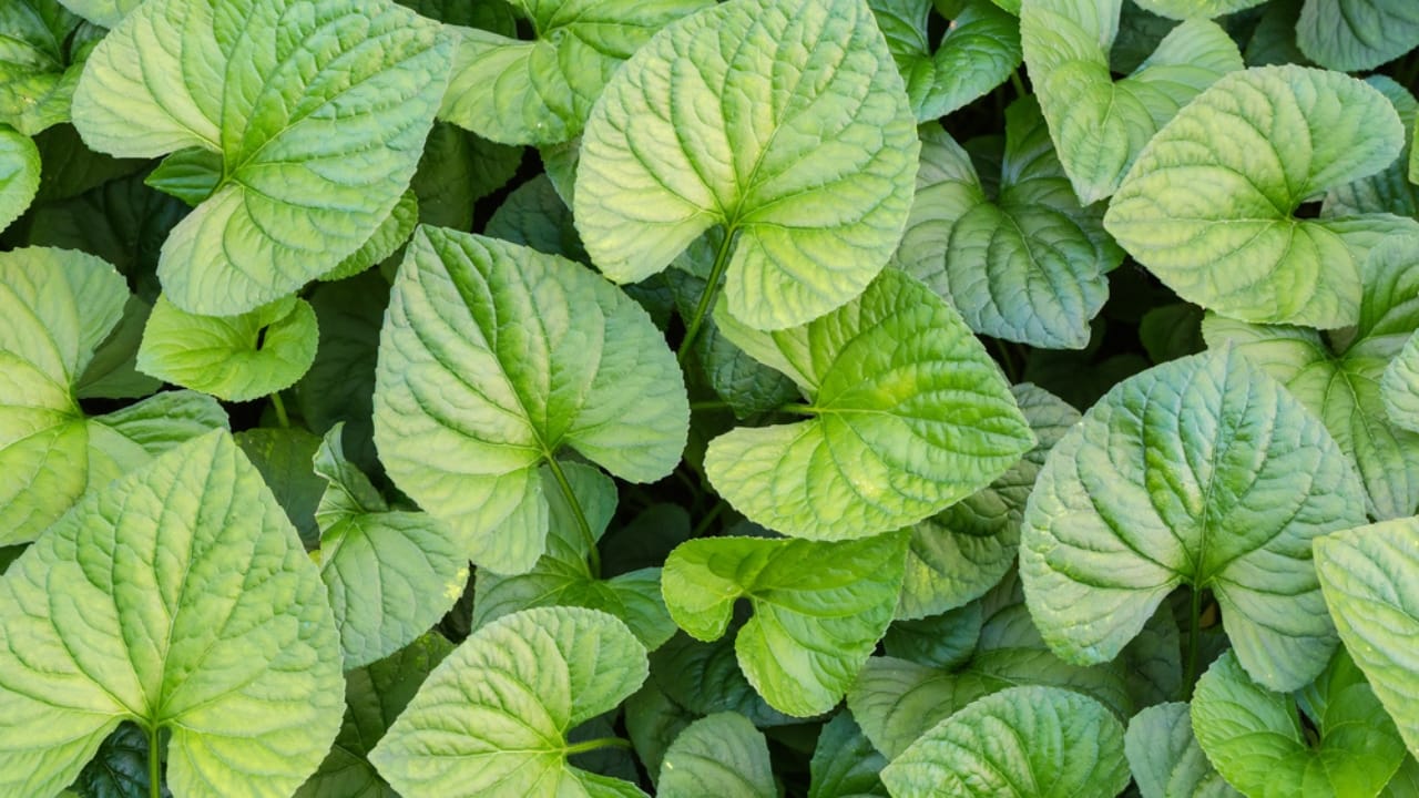 Mastering the Art of Growing Wild Ginger: A Shade-Loving Groundcover Gem 2 Mastering the Art of Growing Wild Ginger: A Shade-Loving Groundcover Gem - Heart shaped leaves of the Asarum dp582455032