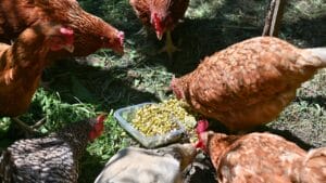 Homemade Chicken Feed 101: Health-Boosting Recipes, Including Our Tried-and-True Favorite 1 Homemade Chicken Feed 101: Health-Boosting Recipes, Including Our Tried-and-True Favorite - Hens are grazed and fed. Free range chickens on the farm ss2412260785