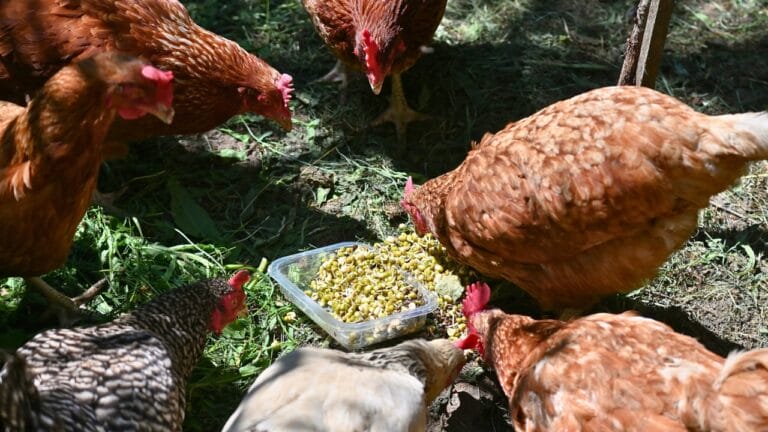Homemade Chicken Feed 101: Health-Boosting Recipes, Including Our Tried-and-True Favorite - Hens are grazed and fed. Free range chickens on the farm ss2412260785