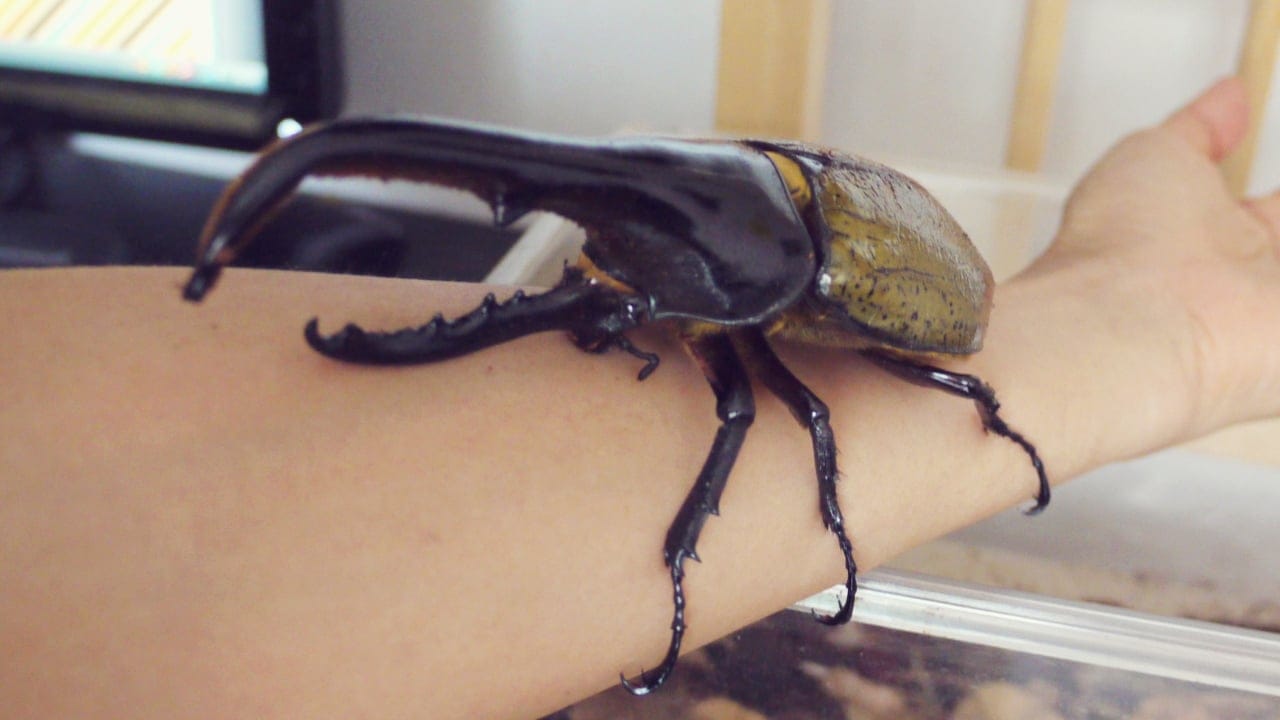 15 Insects You’d Never Expect to Make Awesome Pets 14 15 Insects You’d Never Expect to Make Awesome Pets - Hercules Beetles wc