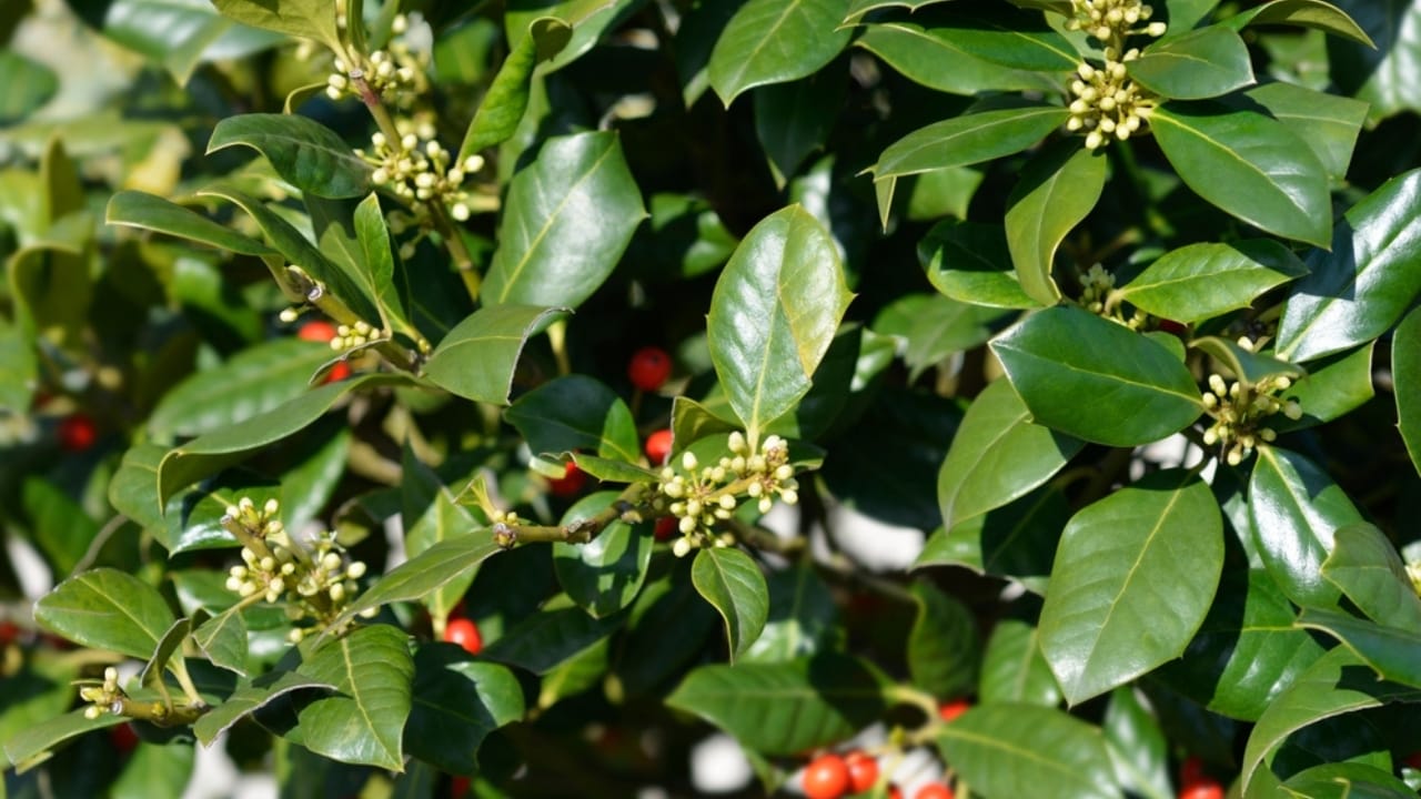 10 Beautiful Privacy Trees to Transform Your Fence Line into a Secluded Oasis 9 10 Beautiful Privacy Trees to Transform Your Fence Line into a Secluded Oasis - Holly Nellie R Stevens bush ss2290782001