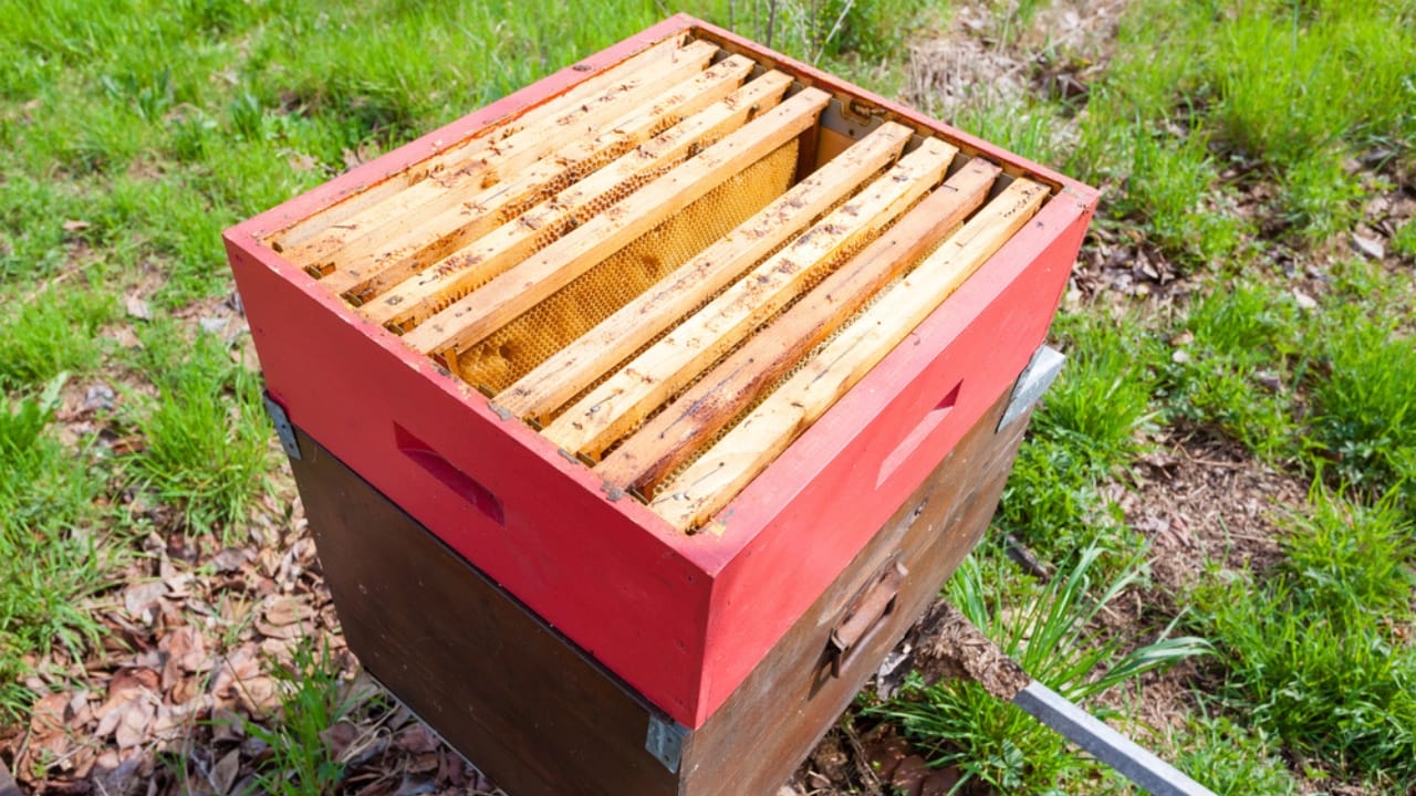New to Beekeeping? 10 Hive Styles You Need to Know 6 New to Beekeeping? 10 Hive Styles You Need to Know - Horizontal Langstroth Hive dp176998406