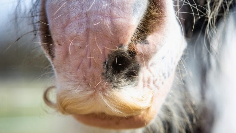 15 Wild Horse Facts Straight from History’s Pages 5 15 Wild Horse Facts Straight from History’s Pages - Horse mustache tinker horse nose ss1396220264