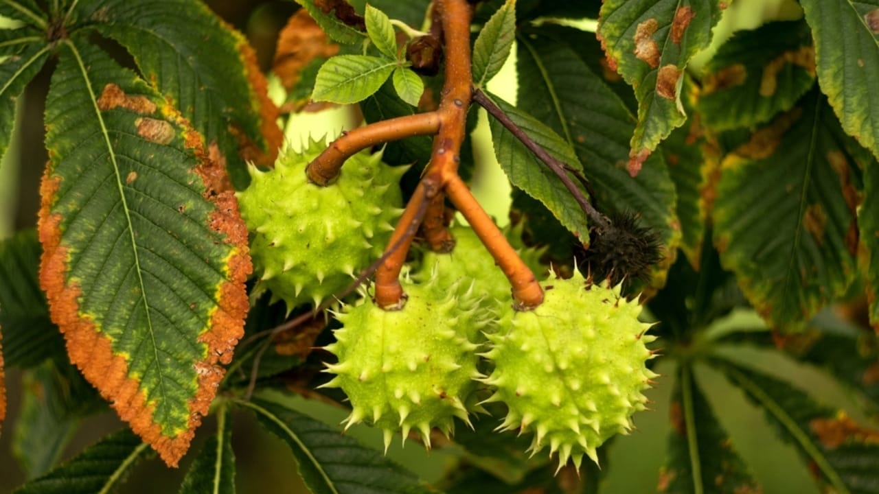 12 Plants You Can Use as Natural Soap 5 12 Plants You Can Use as Natural Soap - Horse Chestnut plants ss2348088949