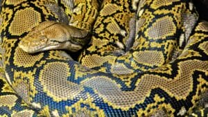America’s Largest Snakes: 12 Giants of Epic Proportions 1 America’s Largest Snakes: 12 Giants of Epic Proportions - Huge python snake ss303528755 degm