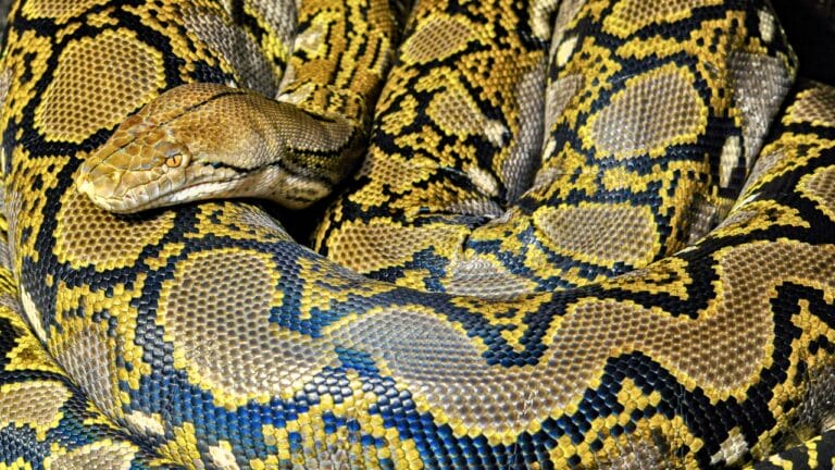 America’s Largest Snakes: 12 Giants of Epic Proportions 4 America’s Largest Snakes: 12 Giants of Epic Proportions - Huge python snake ss303528755 degm