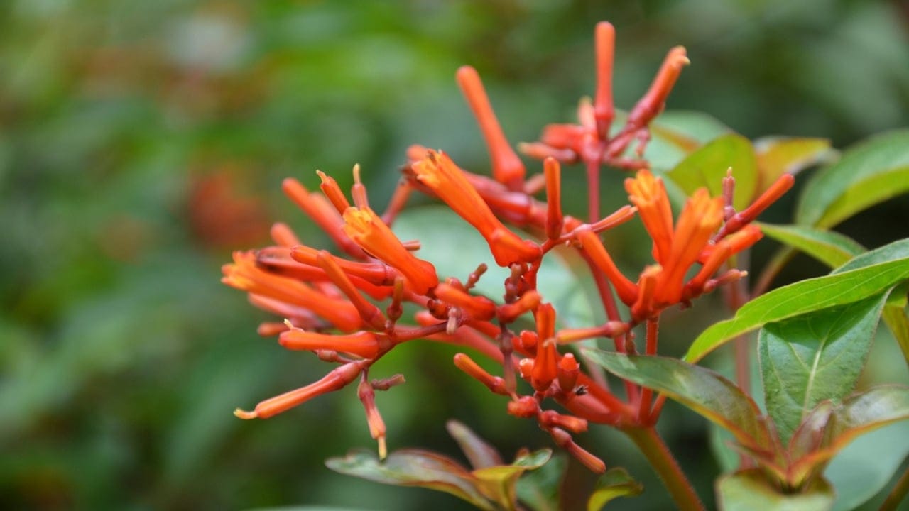Use These Firebush Tips to Make Your Yard a Hummingbird Haven 4 Use These Firebush Tips to Make Your Yard a Hummingbird Haven - Hummingbird Bush flower dp129298412