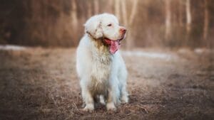 9 Irresistible Quirks of the Regal Clumber Spaniel 1 9 Irresistible Quirks of the Regal Clumber Spaniel - Hunting dog clumber spaniel ss1704850075 degm