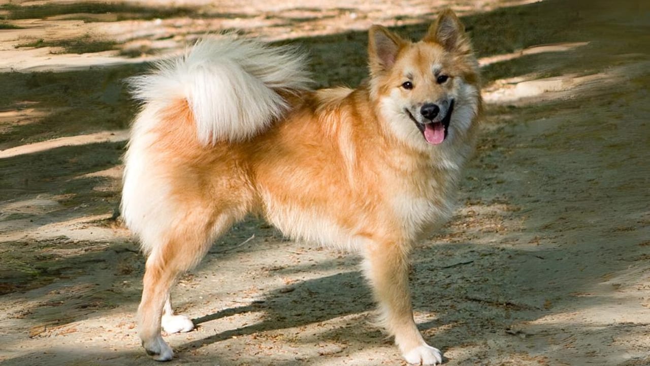 Meet 20 Adorable Dog Breeds with Pointy Ears & Unique Personalities 21 Meet 20 Adorable Dog Breeds with Pointy Ears & Unique Personalities - Icelandic Sheepdog wc