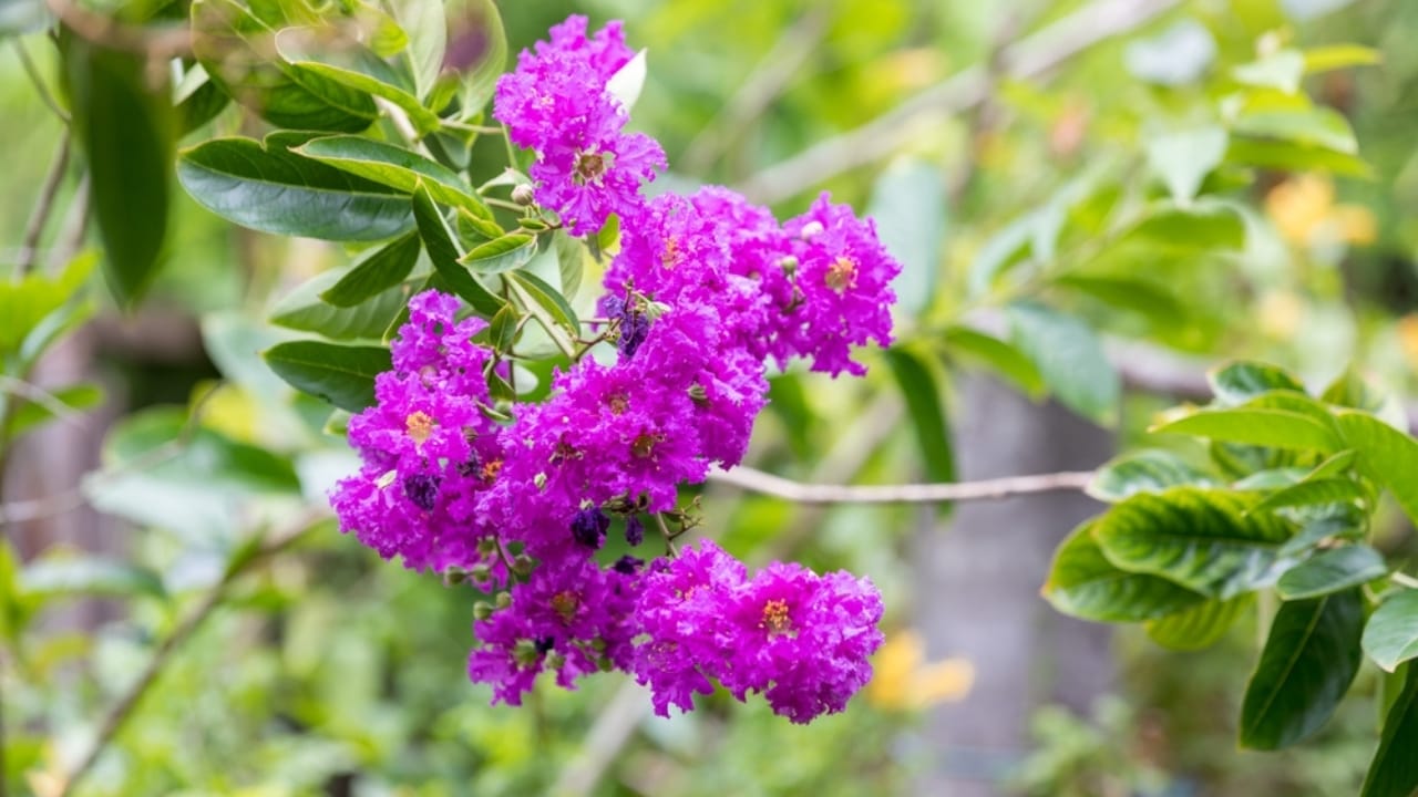 13 Life-Saving Plants That Can Filter Water in a Pinch 3 13 Life-Saving Plants That Can Filter Water in a Pinch - Indian Lilac ss2049127475