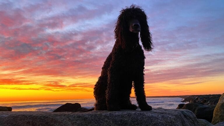10 Reasons the Irish Water Spaniel is a Hidden Gem Among Dog Breeds - Irish Water Spaniel on beach at sunrise ss2266543099 degm