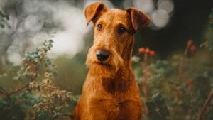 10 Irish Terrier Facts That Will Make You Fall in Love with Them 1 10 Irish Terrier Facts That Will Make You Fall in Love with Them - Irish terrier dog ss1521298973 degm