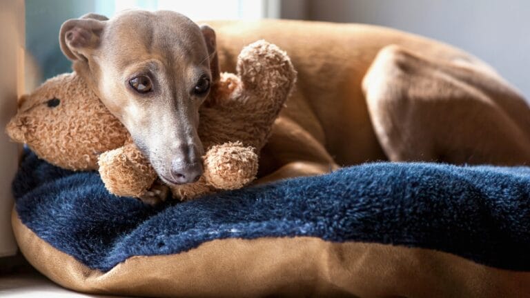 10 Remarkable Traits That Make Italian Greyhounds More Than Just Elegant Pets 6 10 Remarkable Traits That Make Italian Greyhounds More Than Just Elegant Pets - Italian greyhound dog ss1585294933 degm