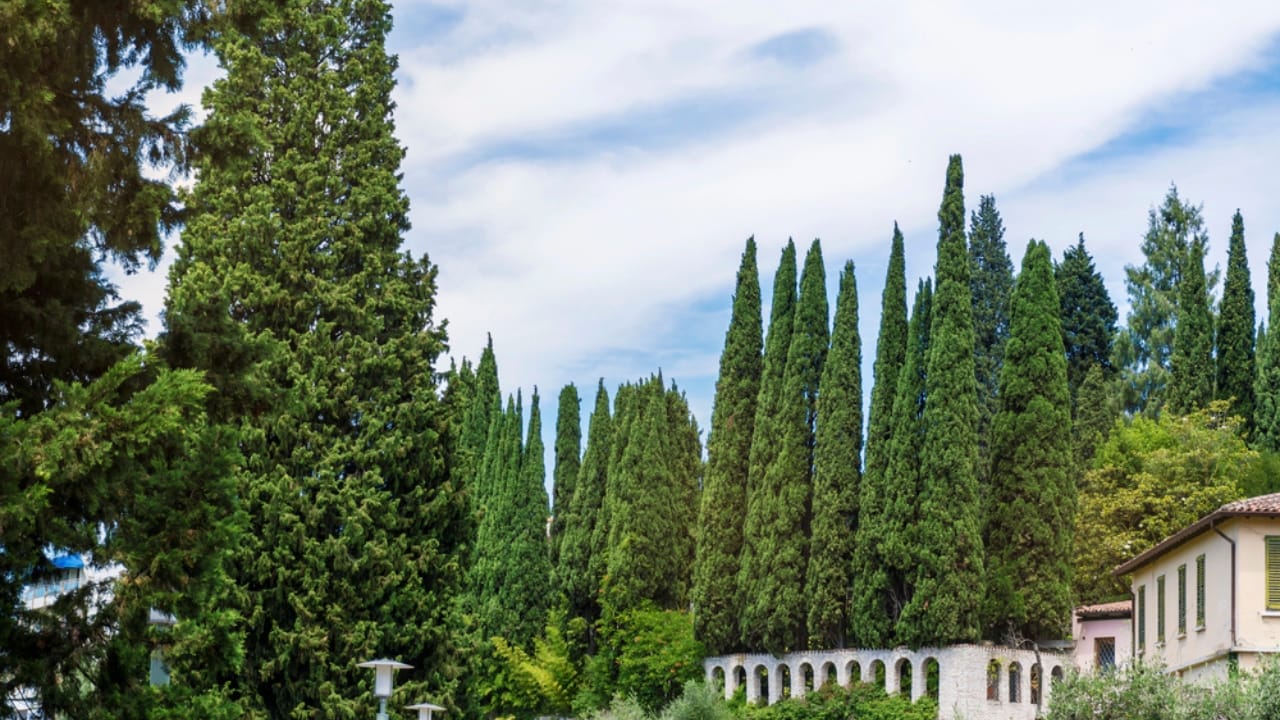10 Beautiful Privacy Trees to Transform Your Fence Line into a Secluded Oasis 4 10 Beautiful Privacy Trees to Transform Your Fence Line into a Secluded Oasis - Italian Cypress Evergreen Trees dp239721780