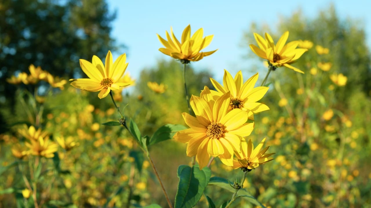 15 Edible Perennials to Outcompete Weeds in Your Garden 4 15 Edible Perennials to Outcompete Weeds in Your Garden - Jerusalem artichoke ss2211750719 degm