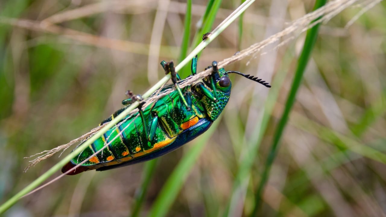 15 Insects You’d Never Expect to Make Awesome Pets 16 15 Insects You’d Never Expect to Make Awesome Pets - Jewel Beetles dp220728602