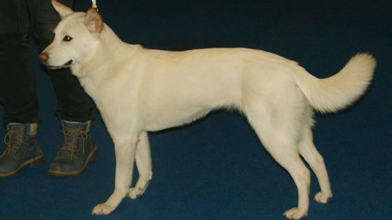 Meet 20 Adorable Dog Breeds with Pointy Ears & Unique Personalities 19 Meet 20 Adorable Dog Breeds with Pointy Ears & Unique Personalities - Jindo dog Korea wc