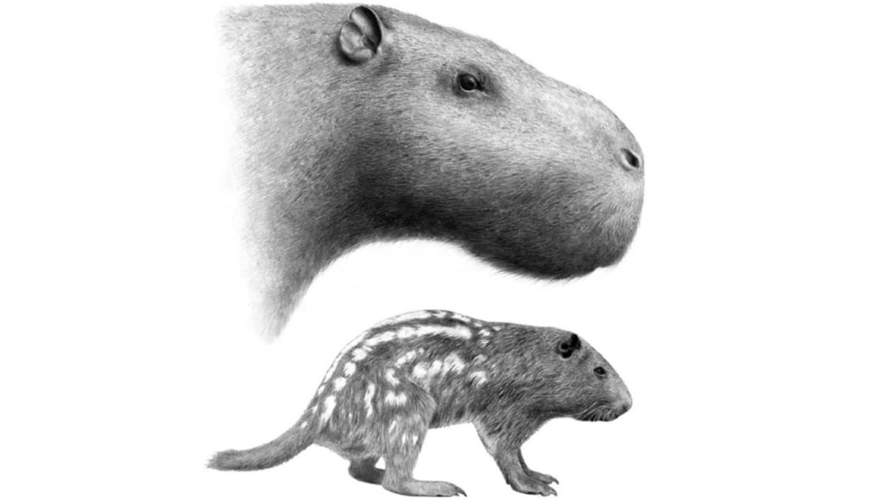 14 Ancient Beasts That Would Make T-Rex Look Tame 12 14 Ancient Beasts That Would Make T-Rex Look Tame - Josephoartigasia wc