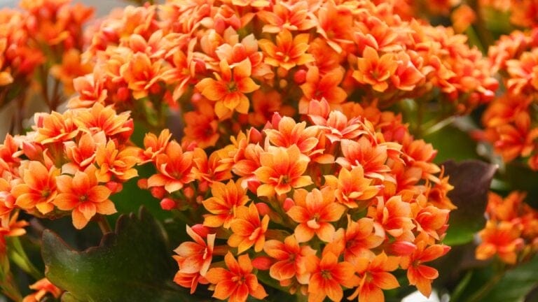 15 Succulents That Keep Weeds at Bay in Even the Driest Gardens 2 15 Succulents That Keep Weeds at Bay in Even the Driest Gardens - Kalanchoe blossfeldiana plant s1788357869 degm