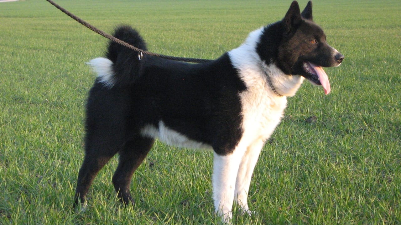 Meet 20 Adorable Dog Breeds with Pointy Ears & Unique Personalities - Karelian Bear Dog wc