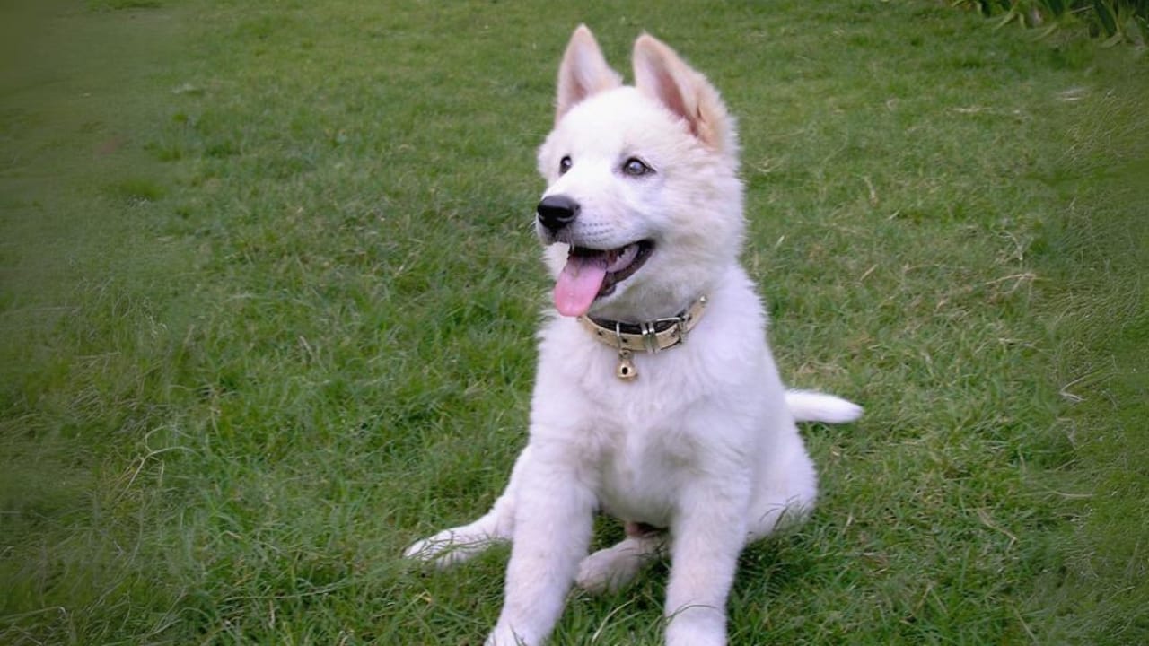 Meet 20 Adorable Dog Breeds with Pointy Ears & Unique Personalities 16 Meet 20 Adorable Dog Breeds with Pointy Ears & Unique Personalities - Kintamani dog white wc