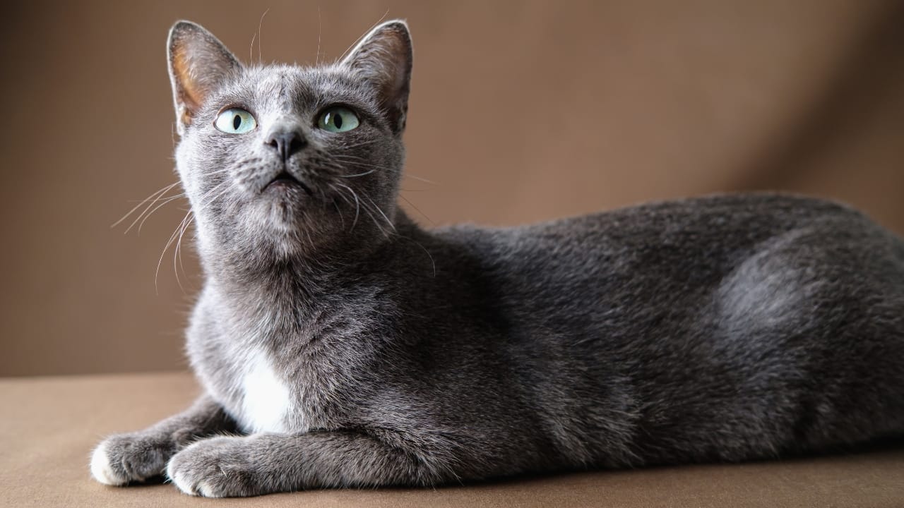 15 Beautiful Gray & White Cat Breeds You’ll Want to Cuddle 4 15 Beautiful Gray & White Cat Breeds You’ll Want to Cuddle - Korat cat ss2325863443