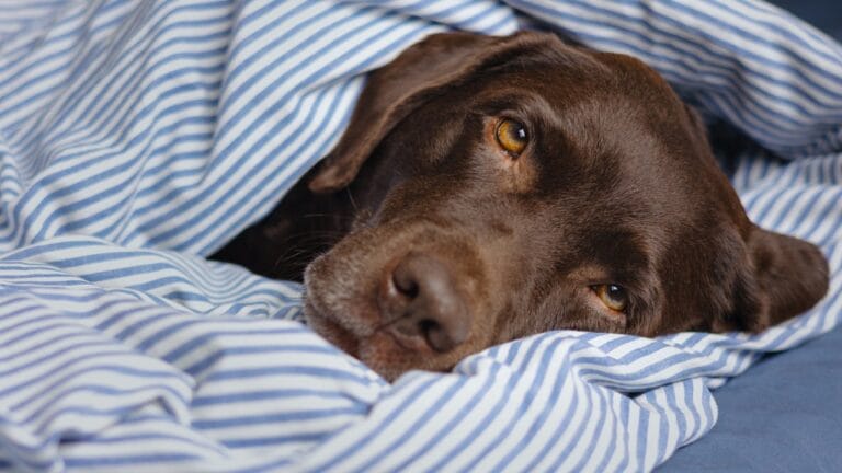 18 Breeds That Love to Take Over Your Bed Every Night - Labrador retriever dog is lying in bed ss2206784469