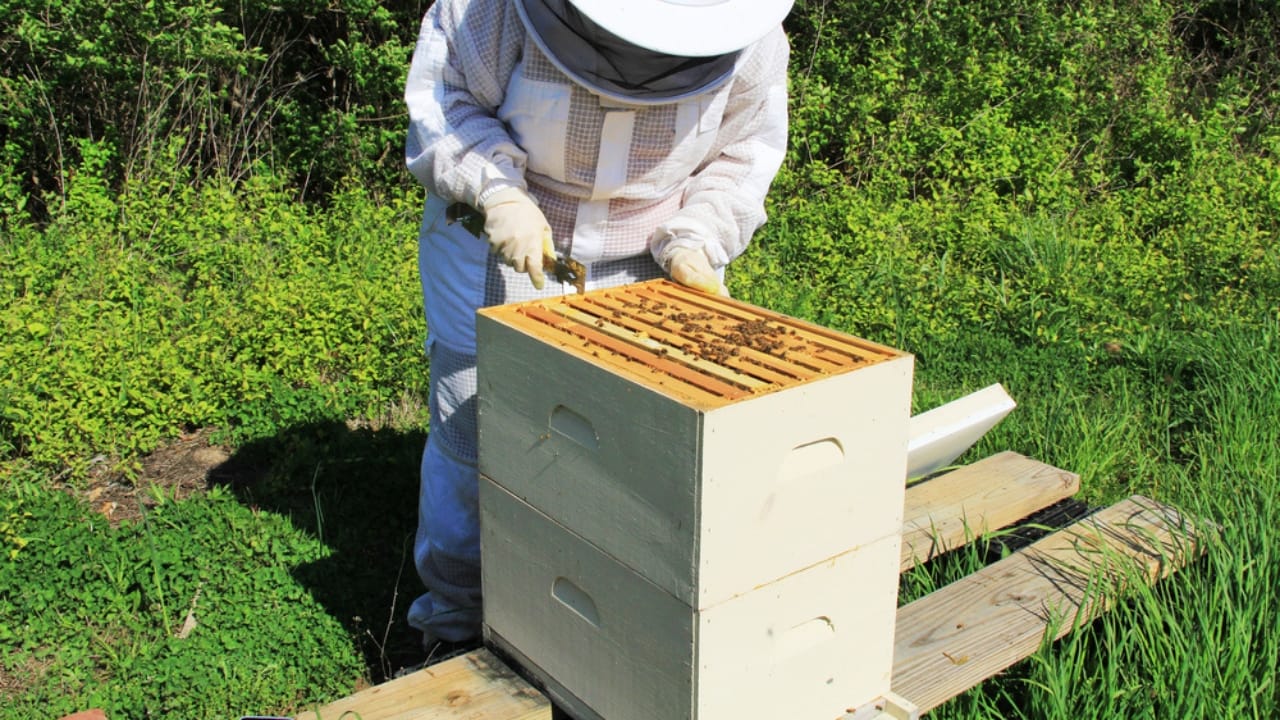 Bee-Ready: 15 Tips Every New Beekeeper Should Know 2 Bee-Ready: 15 Tips Every New Beekeeper Should Know - Langstroth Hive dp480265554